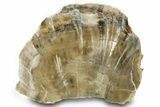 Triassic Petrified Wood (Woodworthia) Section - Arizona #371643-1